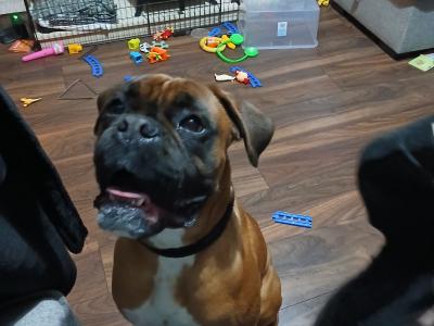 Jay is a purebred 2 year old male Boxer in Galway