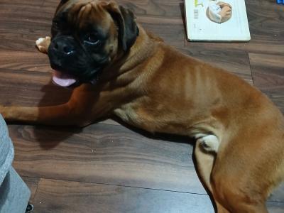 Jay is a purebred 2 year old male Boxer in Galway
