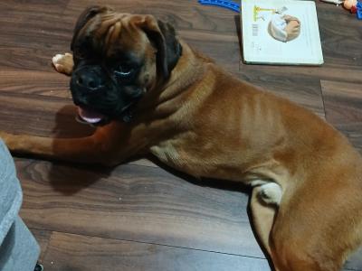 Jay is a purebred 2 year old male Boxer in Galway