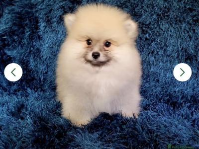 Stunning female Pomeranian puppy in Limerick