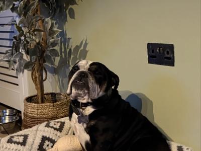 Bulldog Girl seeks for new ⭐️⭐️⭐️⭐️⭐️🏡