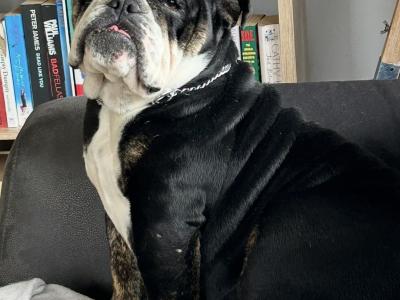 Bulldog Girl seeks for new ⭐️⭐️⭐️⭐️⭐️🏡
