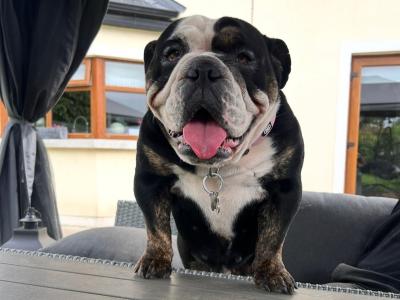 Female Bulldog 4 years old seeks for new ⭐️⭐️⭐️⭐️⭐️🏡