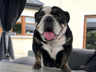 Bulldog Girl seeks for new ⭐️⭐️⭐️⭐️⭐️🏡