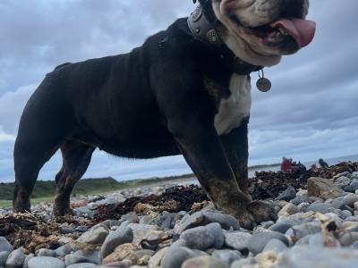 Bulldog Girl seeks for new ⭐️⭐️⭐️⭐️⭐️🏡