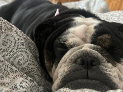 Bulldog Girl seeks for new ⭐️⭐️⭐️⭐️⭐️🏡