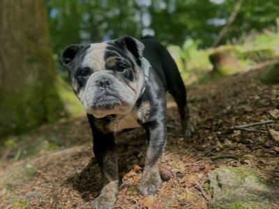 Bulldog Girl seeks for new ⭐️⭐️⭐️⭐️⭐️🏡