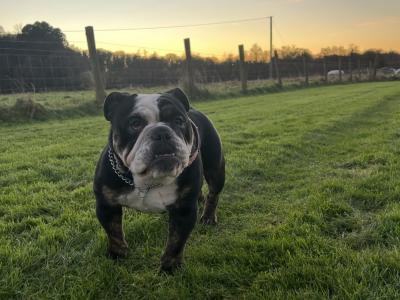 Bulldog Girl seeks for new ⭐️⭐️⭐️⭐️⭐️🏡