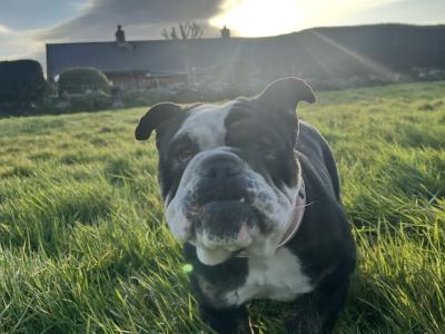 Bulldog Girl seeks for new ⭐️⭐️⭐️⭐️⭐️🏡
