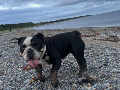 Bulldog Girl seeks for new ⭐️⭐️⭐️⭐️⭐️🏡