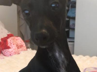 Italian Greyhound male