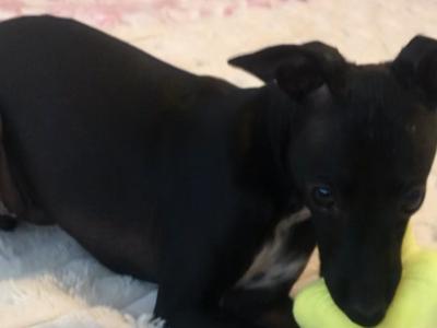 Italian Greyhound male