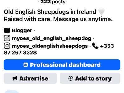 Health tested purebred IKC Registered Old English Sheepdog puppies for sale in Wexford