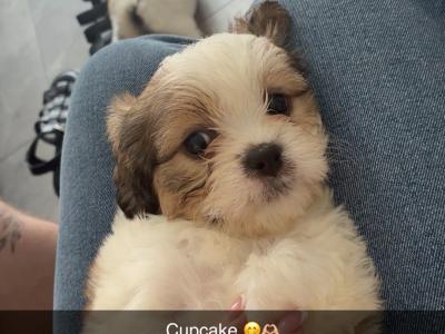 Shihpoo puppies €500