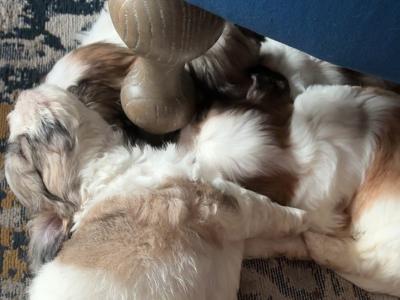 Shihpoo puppies €500