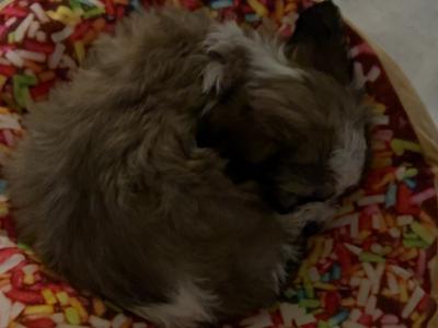 Shihpoo puppies €500