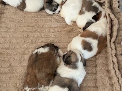 Shihpoo puppies €500