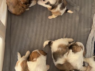 Shihpoo puppies €500