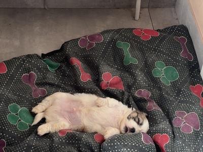 Shihpoo puppies €500