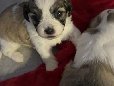 Shihpoo puppies €500