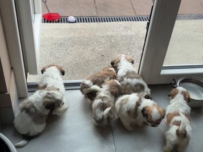 Shihpoo puppies €500