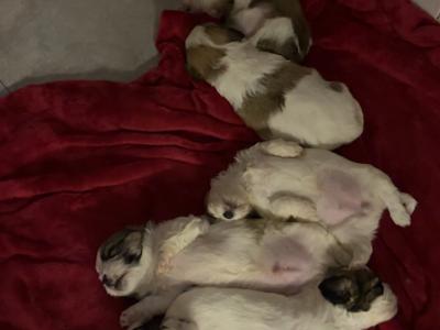 Shihpoo puppies €500