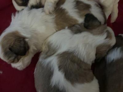 Shihpoo puppies €500
