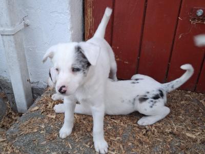 Beautiful Blue Merle Rough Collie puppies for sale in Cavan