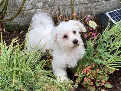 Adorable Bichon Frise male €450
