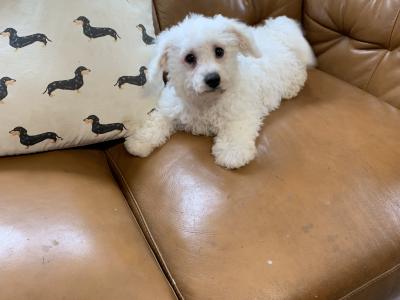 Adorable Bichon Frise male €450
