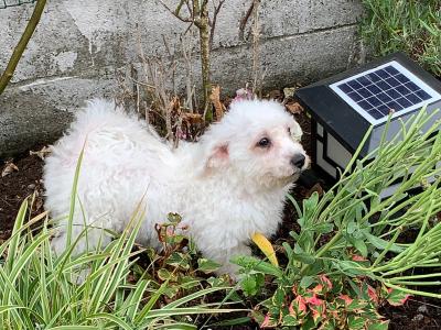 Adorable Bichon Frise male €450