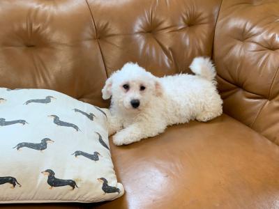 Adorable Bichon Frise male €450