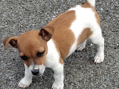 Female Jack Russell puppy in Cork