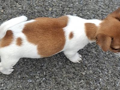 Female Jack Russell puppy in Cork