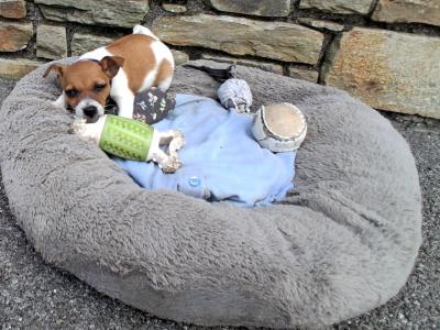 Female Jack Russell puppy in Cork