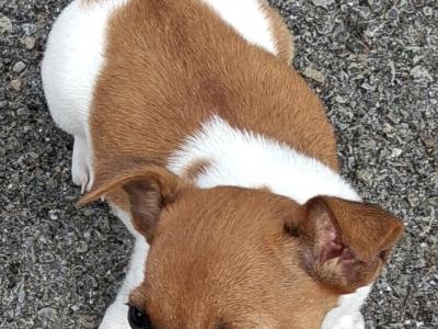 Female Jack Russell puppy in Cork