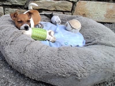 Female Jack Russell puppy in Cork