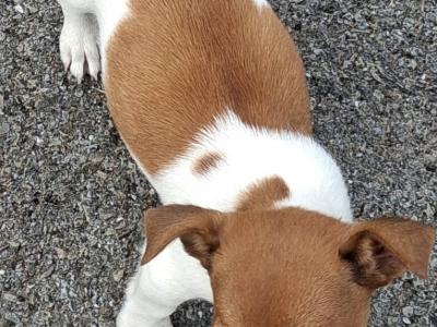 Female Jack Russell puppy in Cork