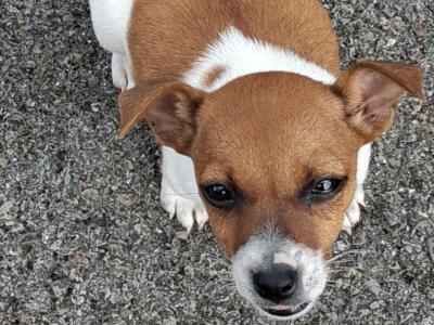 Female Jack Russell puppy in Cork