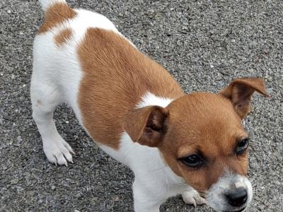 Female Jack Russell puppy in Cork