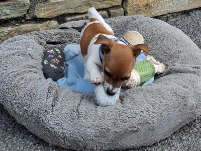 Female Jack Russell puppy in Cork