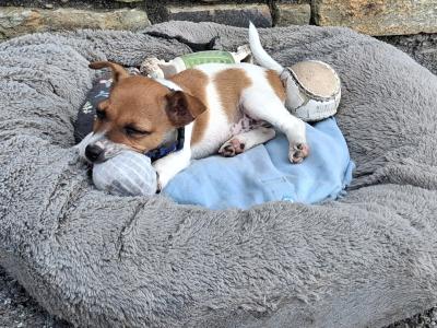 Female Jack Russell puppy in Cork