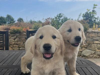 Stunning IKC Registered (Pending) Golden Retriever puppies in Wexford