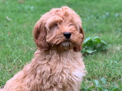 Cockapoo puppies in Wicklow