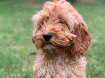 Cockapoo puppies in Wicklow