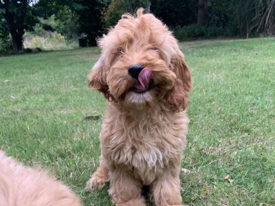 Cockapoo puppies in Wicklow