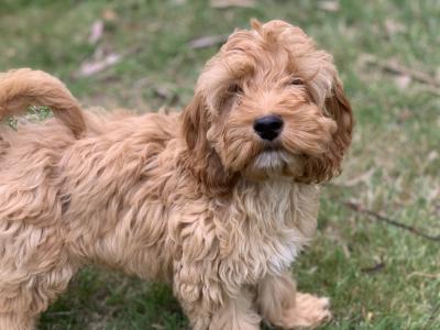Cockapoo puppies in Wicklow