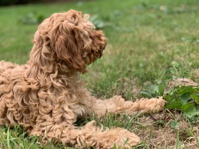Cockapoo puppies in Wicklow