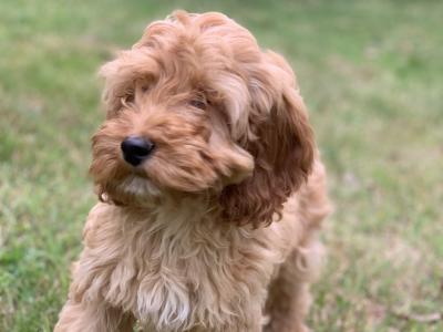 Cockapoo puppies in Wicklow