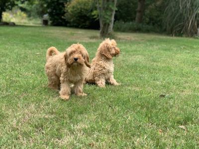Cockapoo puppies in Wicklow
